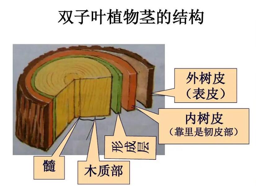  p>双子叶植物纲(学名:dicotyledoneae)是 a target="_blank" href="