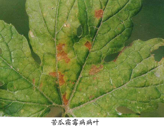 苦瓜霜霉病