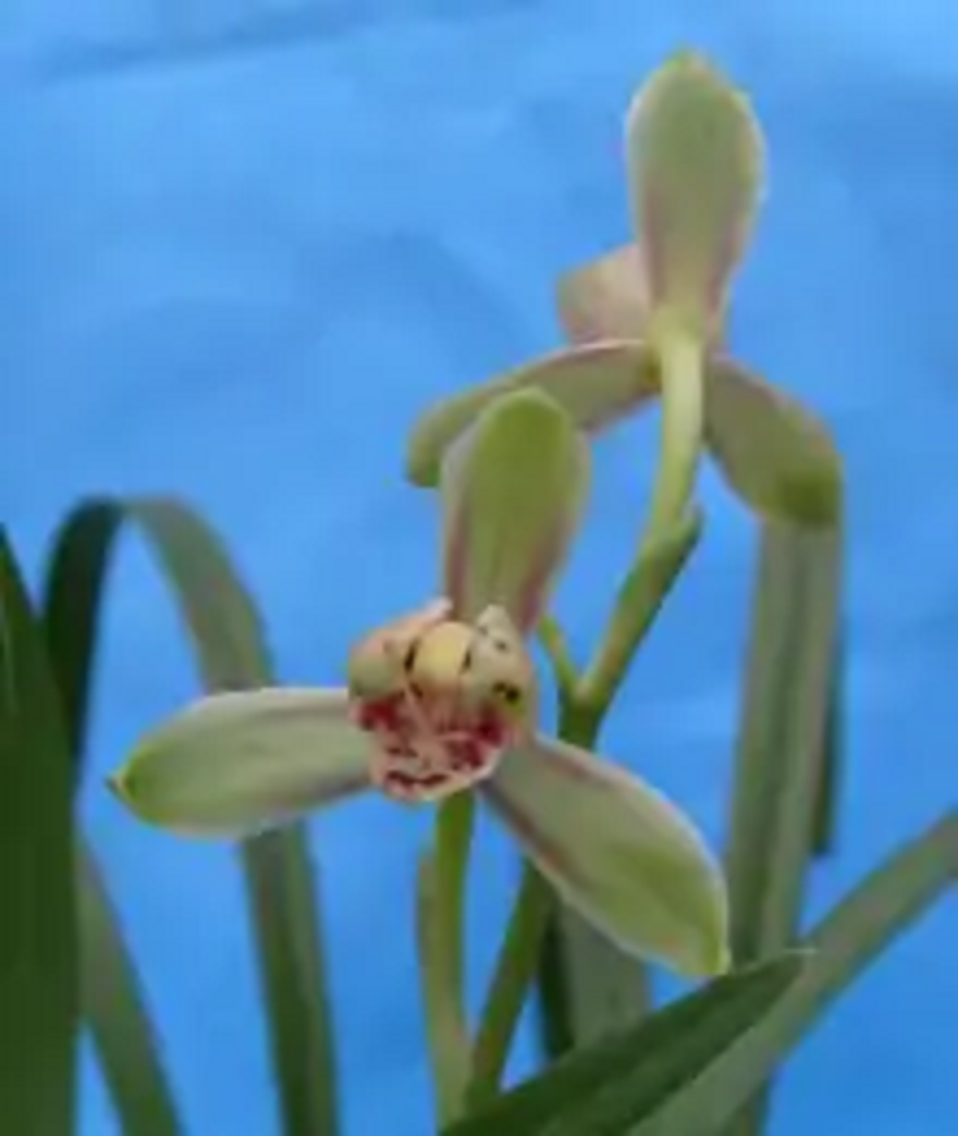 蒲江红梅又叫杜红梅,红花梅瓣老品种,是建兰红花梅瓣的代表品种. /p>