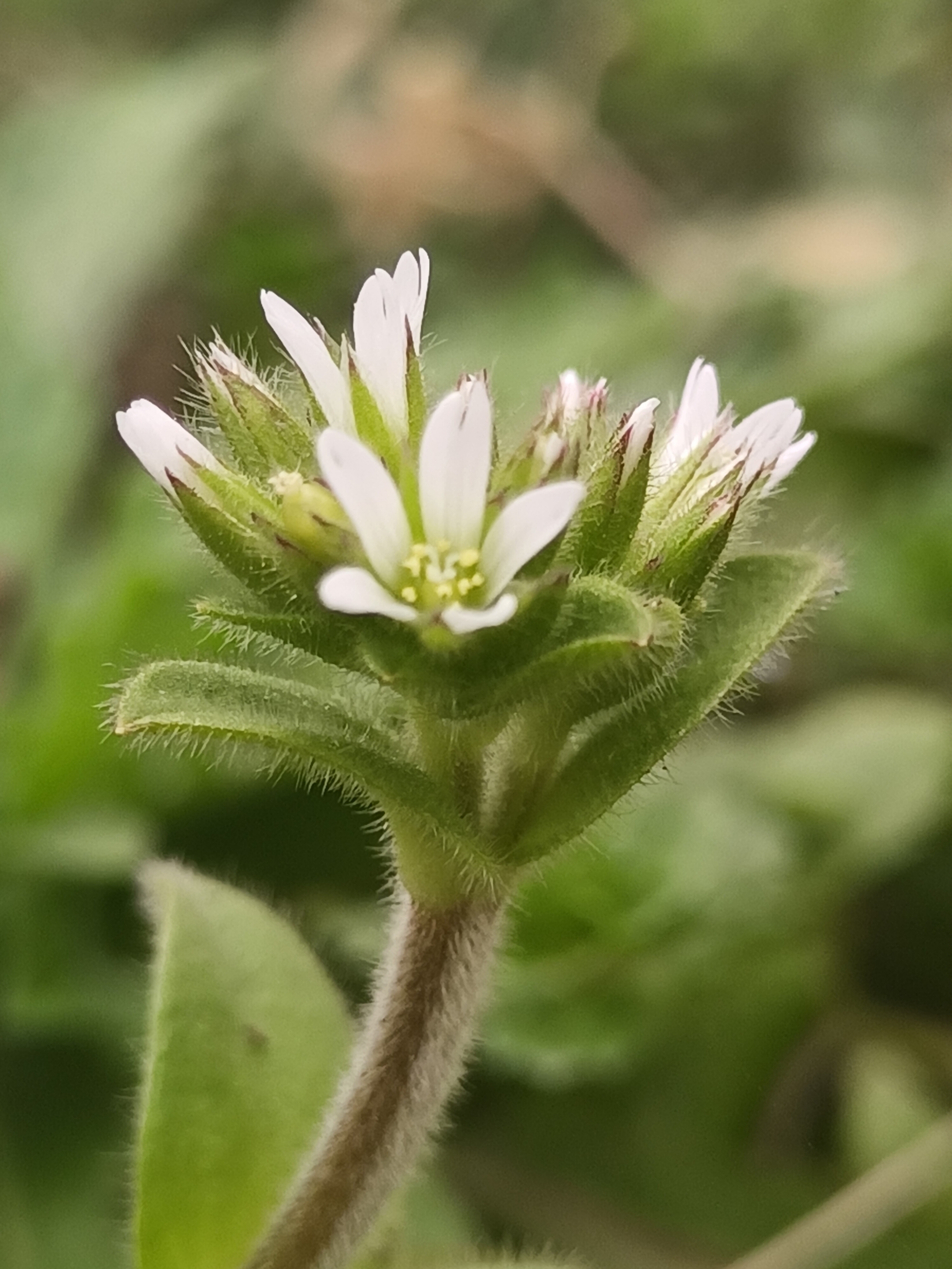 tomentosum  /i>bojer)是石竹科,卷耳属常绿多年草本植物
