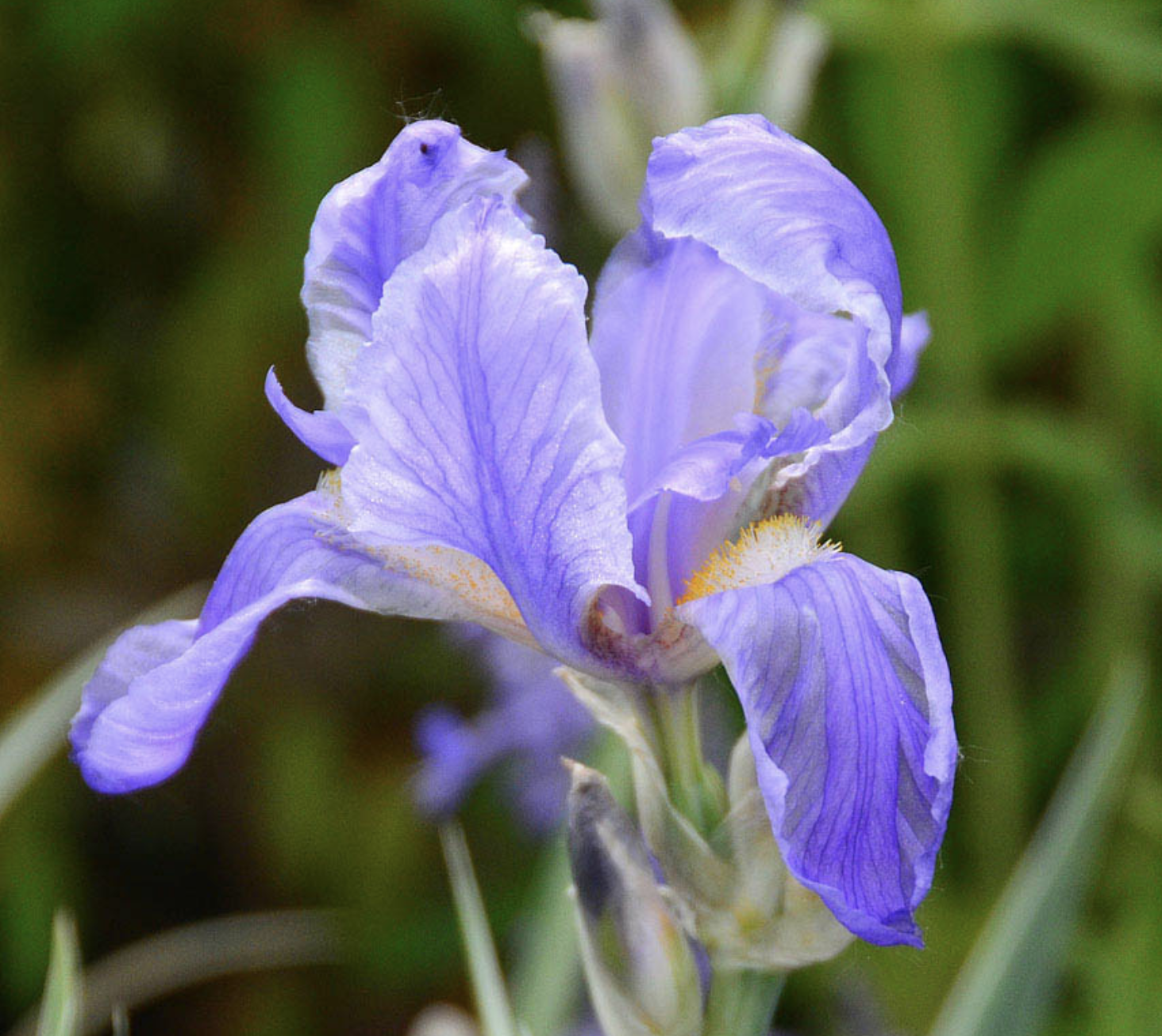  p> a target="_blank" href="/item/香根鸢尾/7134760" data-lemmaid