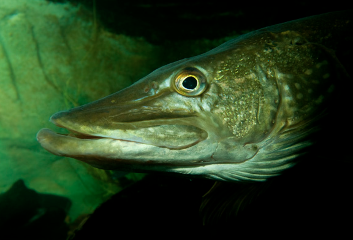  p>白斑狗鱼(学名: i>esox lucius /i>)是狗鱼科,狗鱼属鱼类.