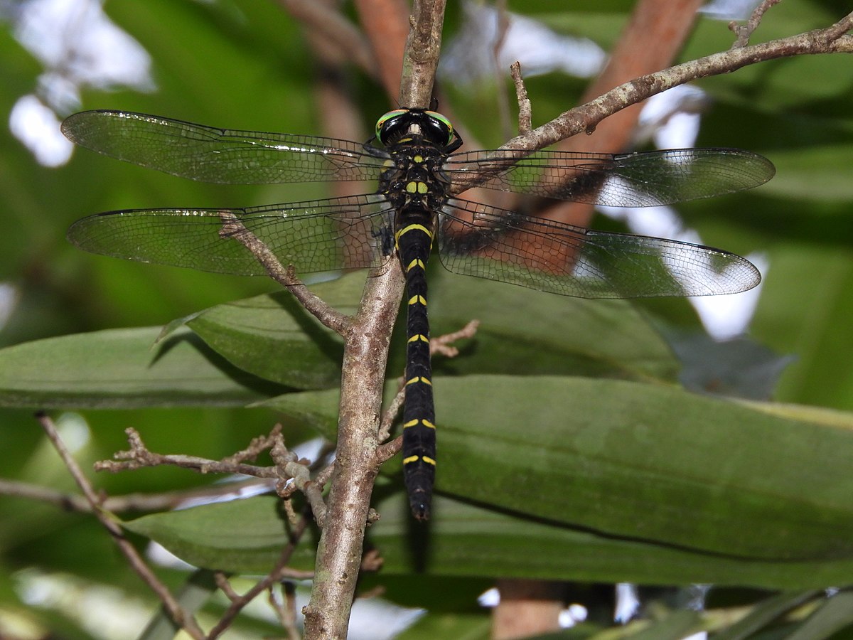 巨圆臀大蜓是大型种,是中国最大的蜻蜓,也是世界上最大种类之一.