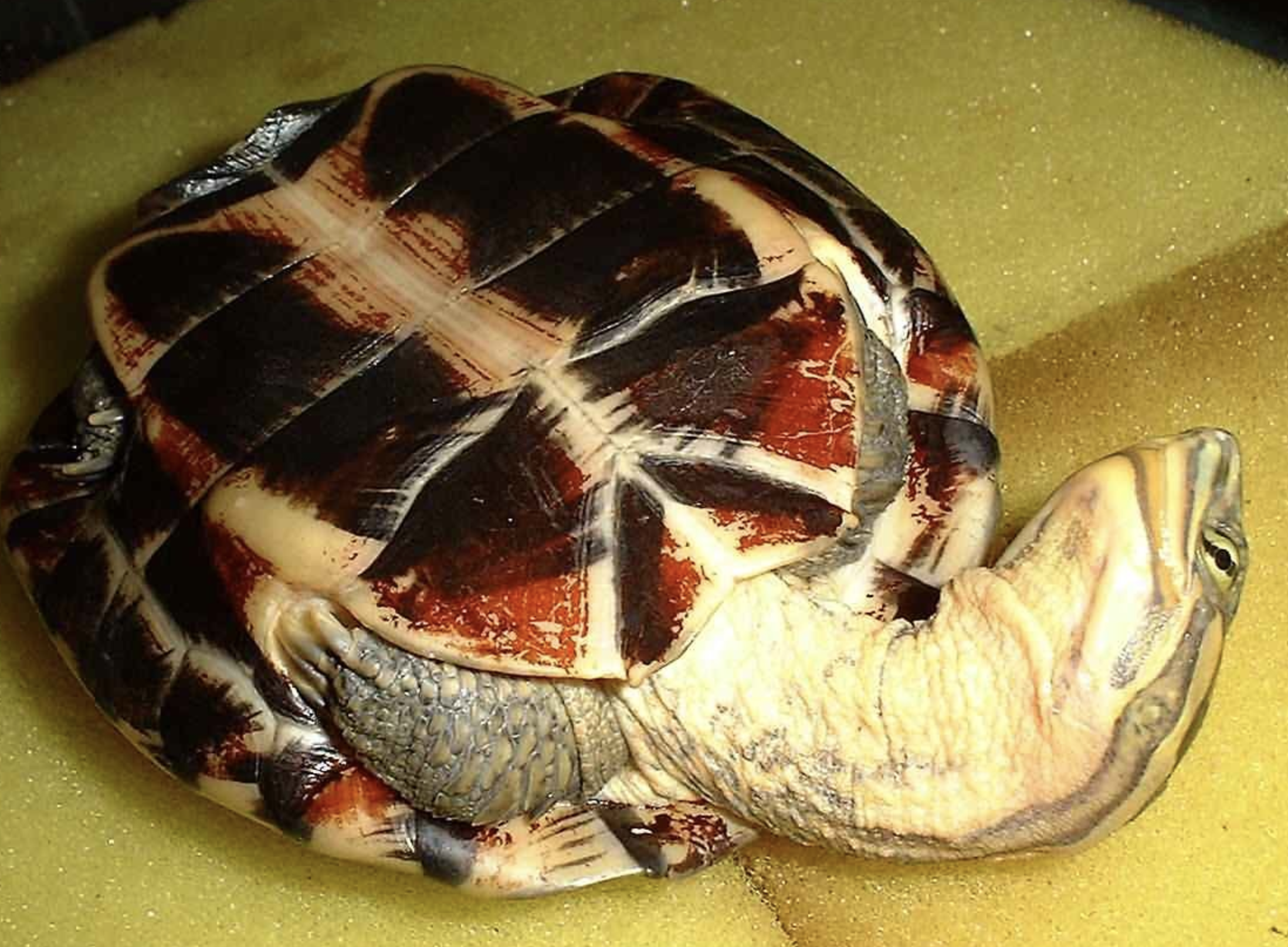  p>安南龟(学名: i>mauremys annamensis /i>)是地龟科,拟水龟属爬行