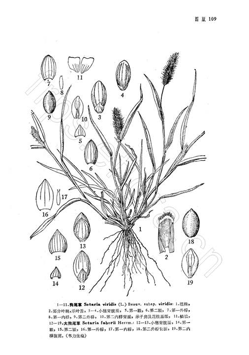 p. beauv.),禾本科狗尾草属一年生草本植物,因其形似狗尾巴得名.