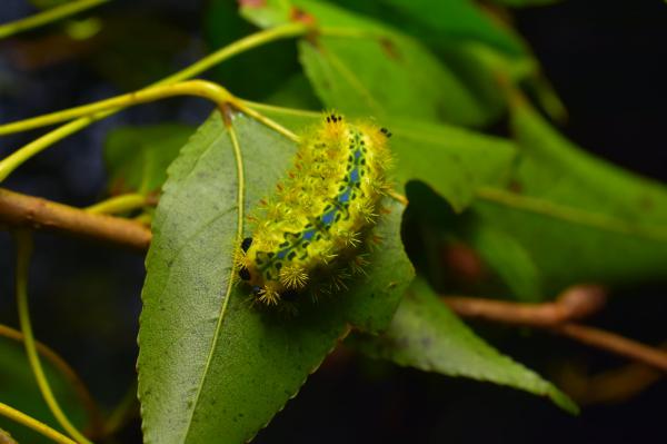  p data-id="gnbiqoc33w">褐边绿刺蛾(学名: i>parasa consocia /i> )