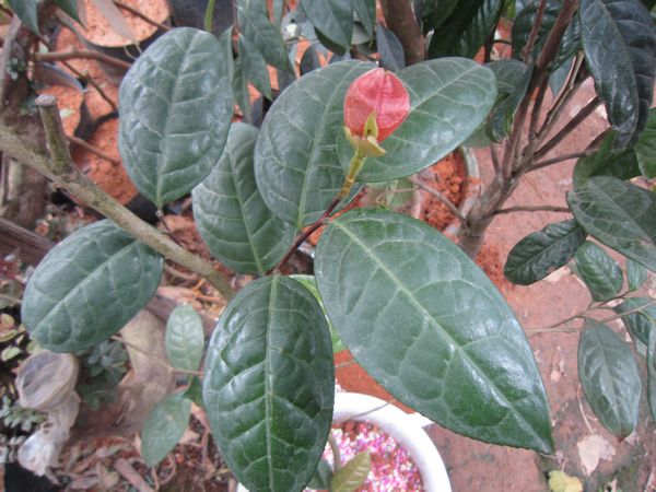 凹脉金花茶无性系19号