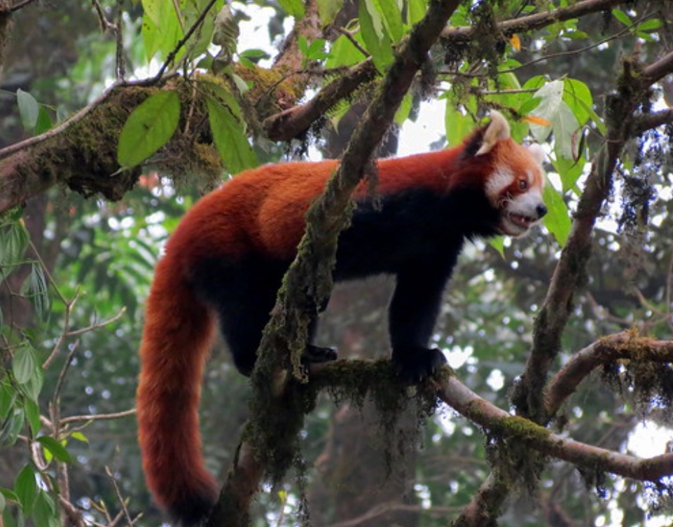 himalayan red panda