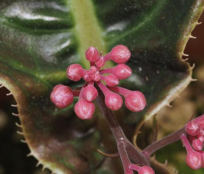  p data-id="gnfdeh3kqy">粗茎紫金牛( i>ardisia dasyrhizomatica /i