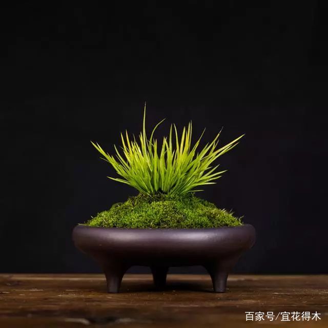 香苗菖蒲究竟是何种菖蒲 百科ta说