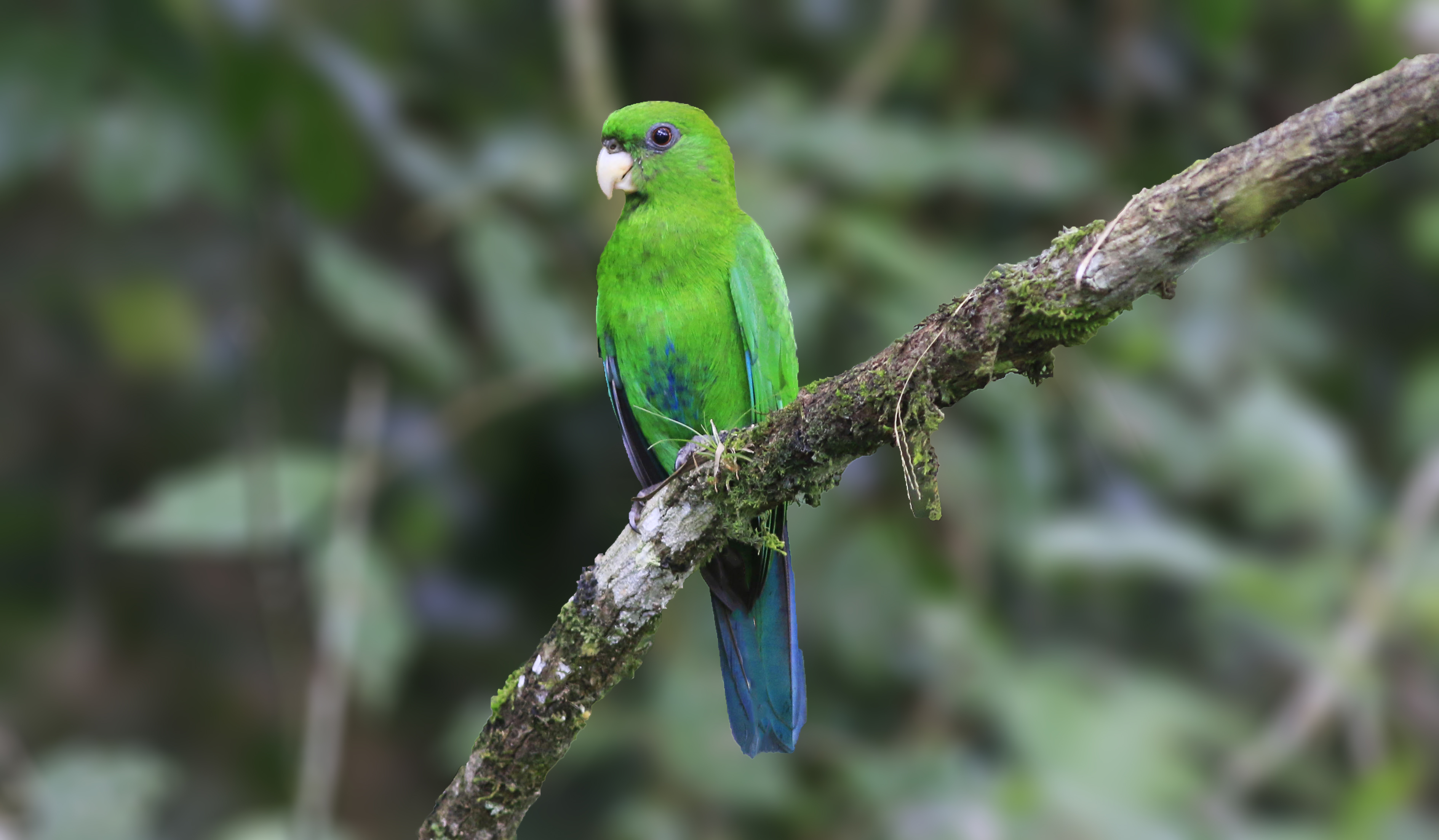 5016696" data-lemmaid="5016696">鹦鹉科 /a>,蓝腹鹦鹉属的一种徘葺