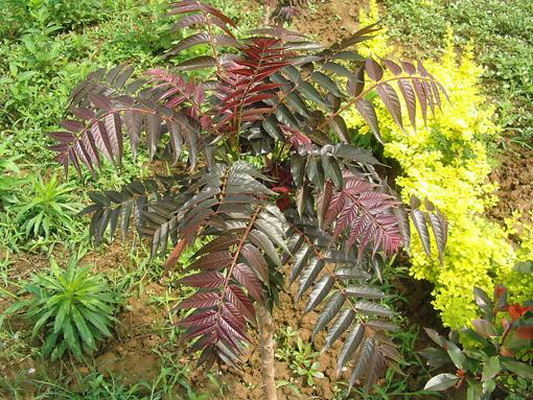  p>红叶椿(学名: i>ailanthus altissima 'hongye' 