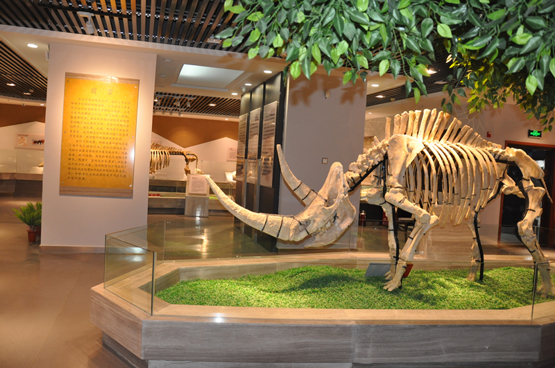 古生物化石博物馆