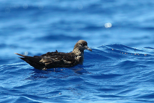 sooty shearwater