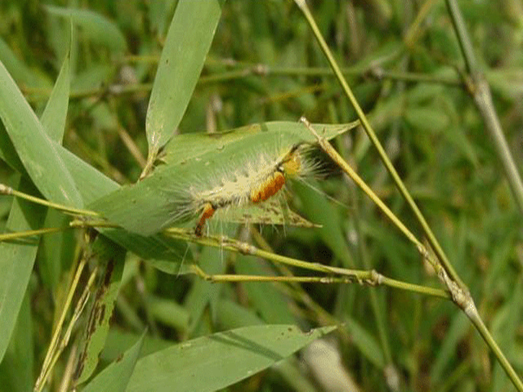 刚竹毒蛾