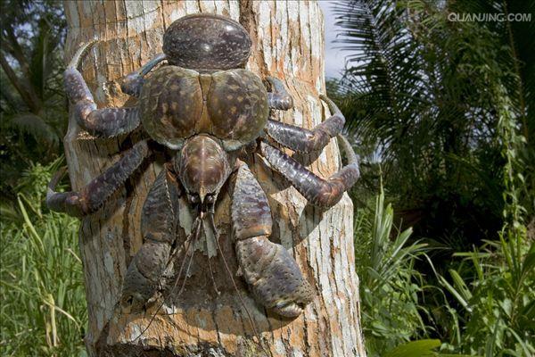 的动物,是 a href="#" data-lemmaid="416447">脊索动物 /a>的一个 a