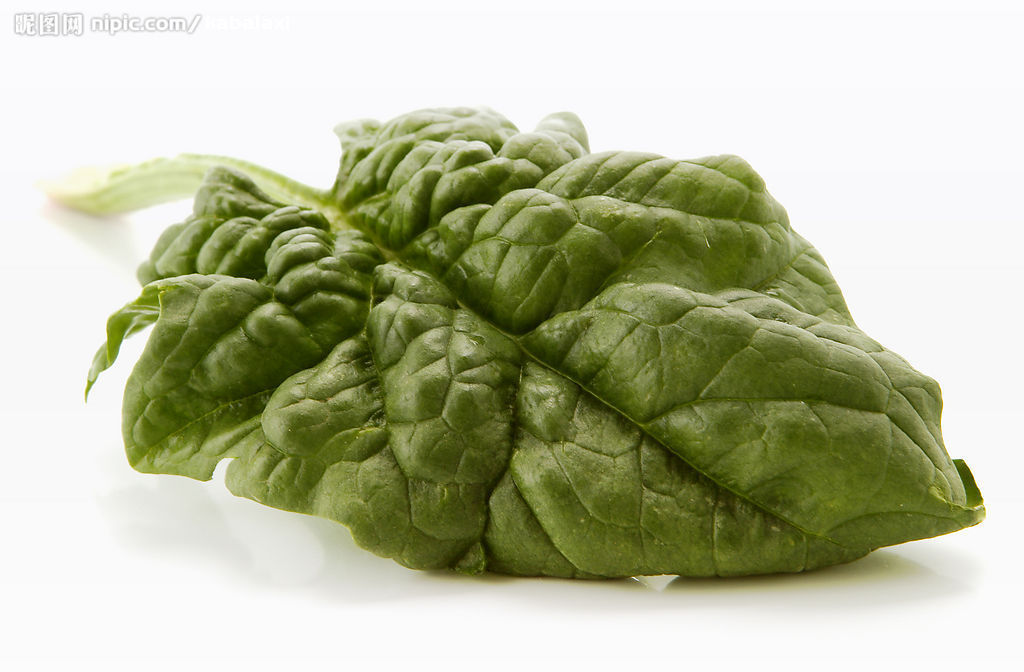 又名波斯菜,赤根菜,鹦鹉菜等,属藜科 a target="_blank" href="/item