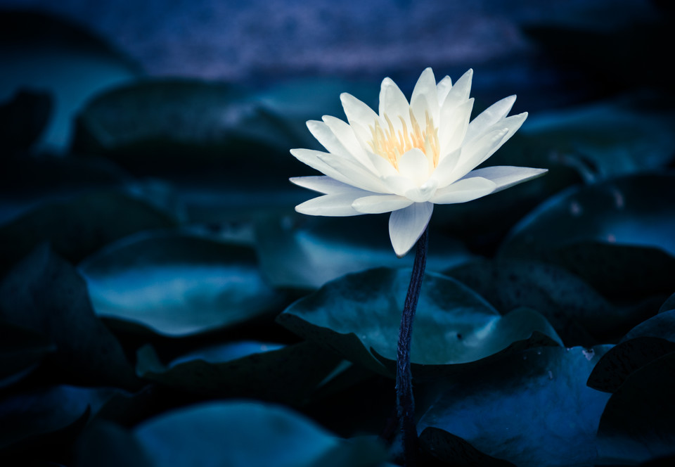  p data-id="gnt23c13d6">白莲花是讽刺形容为以 a target="_blank"