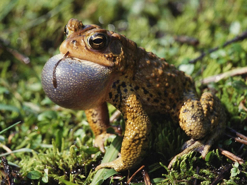  p>蟾蜍,也叫 a target="_blank" href="/item/蛤蟆">蛤蟆 /a>há ma