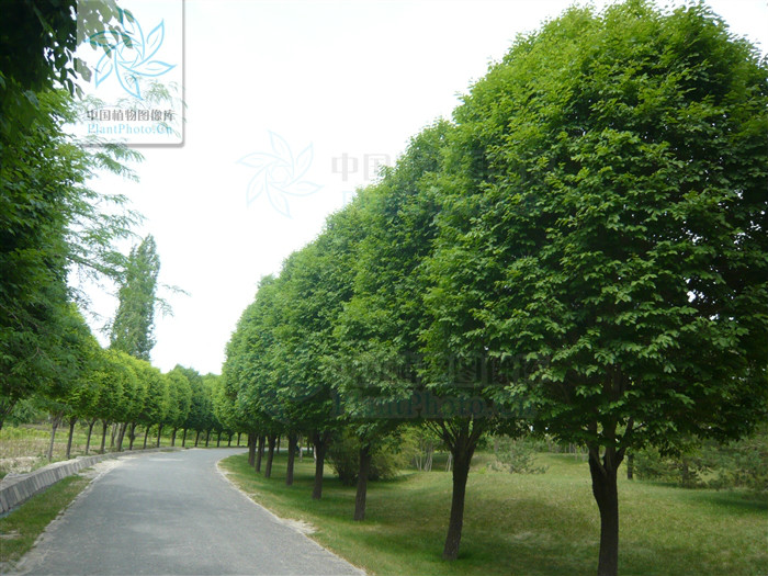  p> a href="#" data-lemmaid="8536992">圆冠榆 /a>(学名: i>ulmus