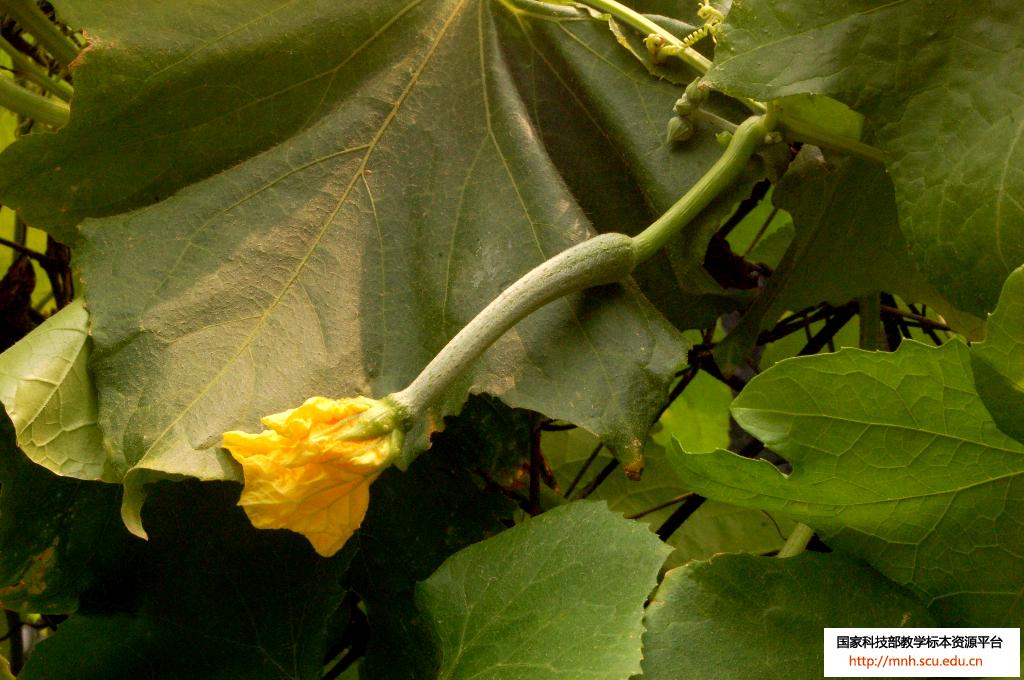 雌花是被子植物中 a target="_blank" href="/item/雌雄异株/10102253