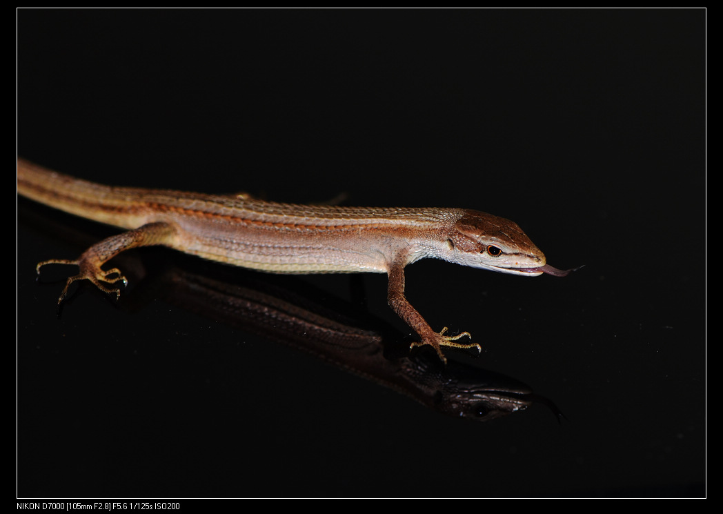  p>南草蜥, a>蜥蜴科草蜥属 /a>物种,1802年由daudin发现并命名,修长