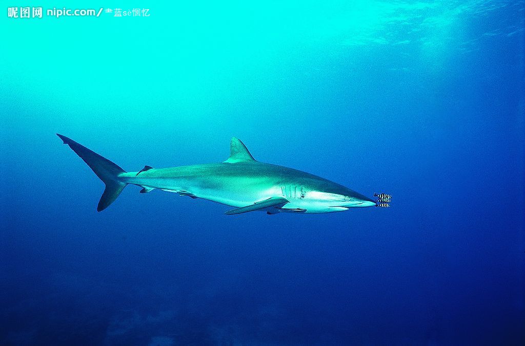 七星鲨鱼