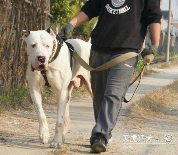  p data-id="go1adsmtr7">库达犬(bully kutta
