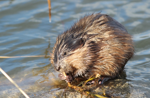  p>麝鼠(学名: i>ondatra zibethicus /i>):又名麝香鼠,青根貂,是麝鼠