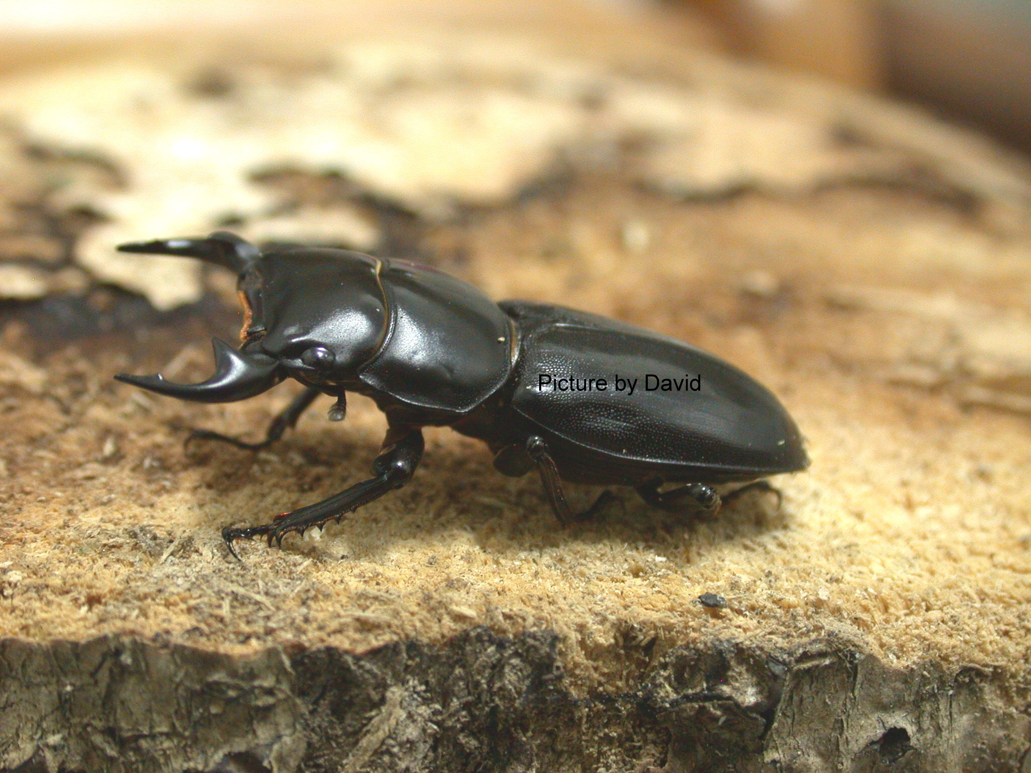  p>体长雄虫24～78mm,雌虫33～47mm.体色黑色.