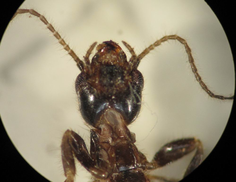  p>蚁科(formicidae),体长1~20毫米,触角膝状,9~10节,腹部基端有1~2个