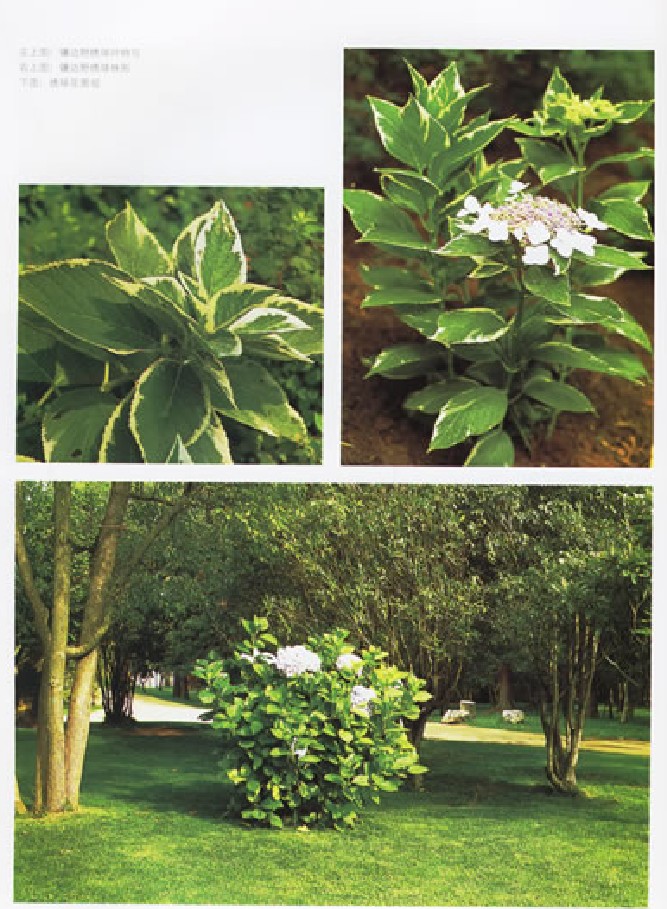 helleborus orientalis