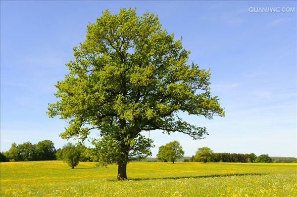  p>夏栎(学名: i>quercus robur /i> l.