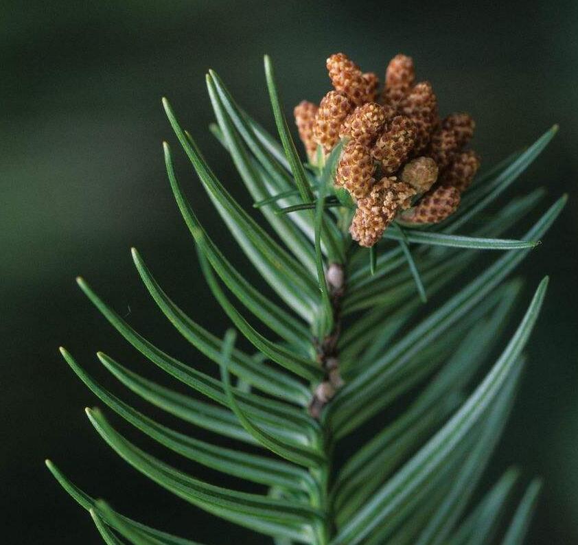 ">裸子植物门 /a> a href="#" data-lemmaid="11048953">松杉纲 /a> a