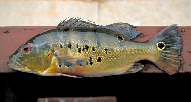  p>眼斑鲷, i>cichla ocellaris  /i> (bloch et schneider, 1801),是