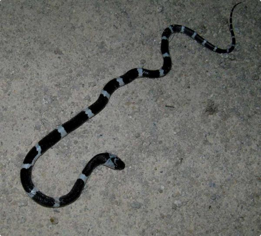 颊鳞和鼻间鳞不邻接;眶前鳞不与额鳞邻接;全身有黑白相间环纹,在躯干