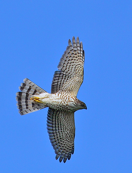  p>松雀鹰(学名: i>accipiter virgatus /i>)小型猛禽,体长28~38厘米.