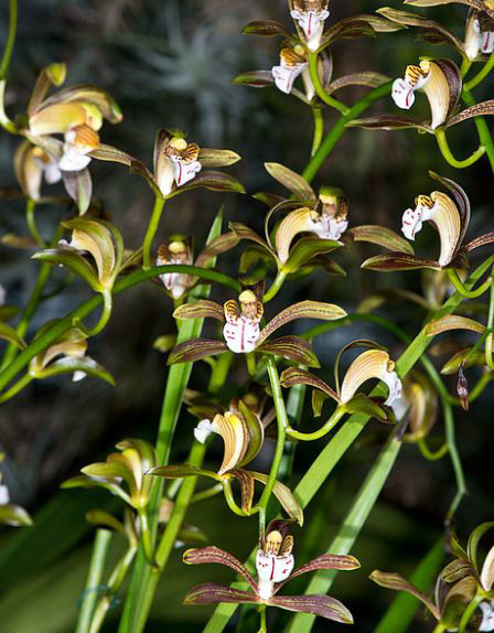  p>长叶兰(学名: i>cymbidium erythraeum /i> lindl.