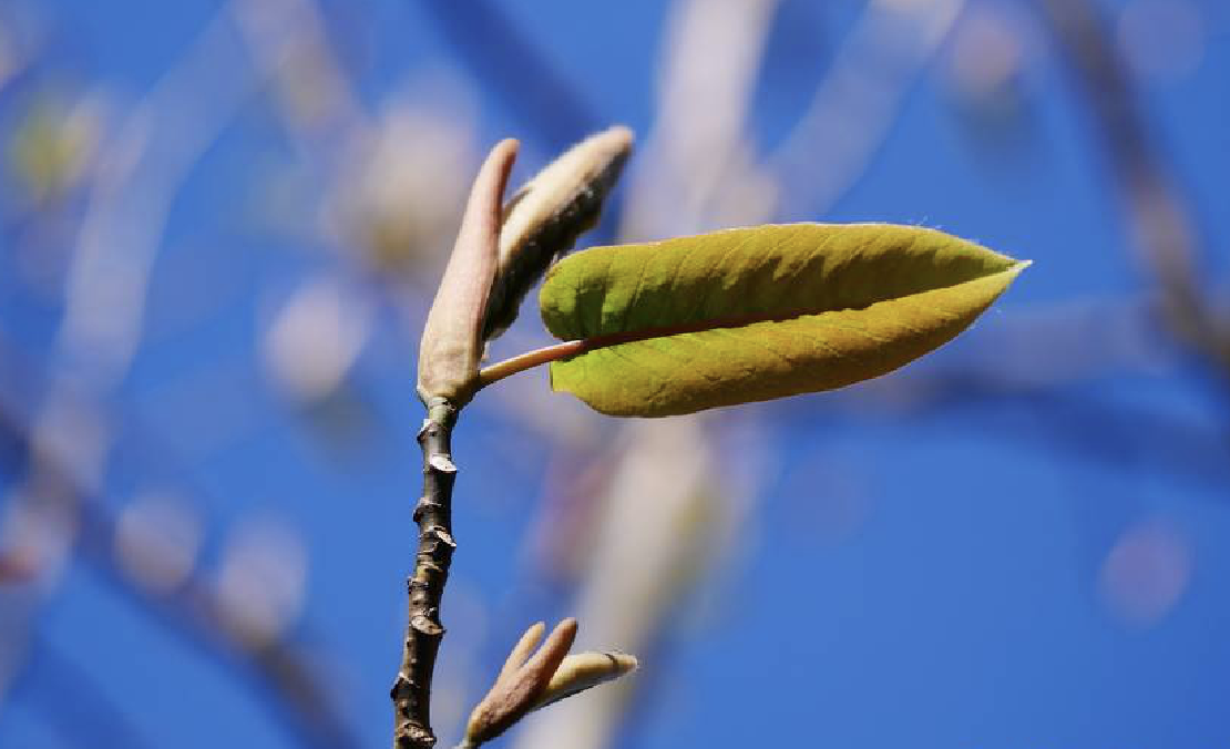 magnolia campbellii hook.f.et thoms