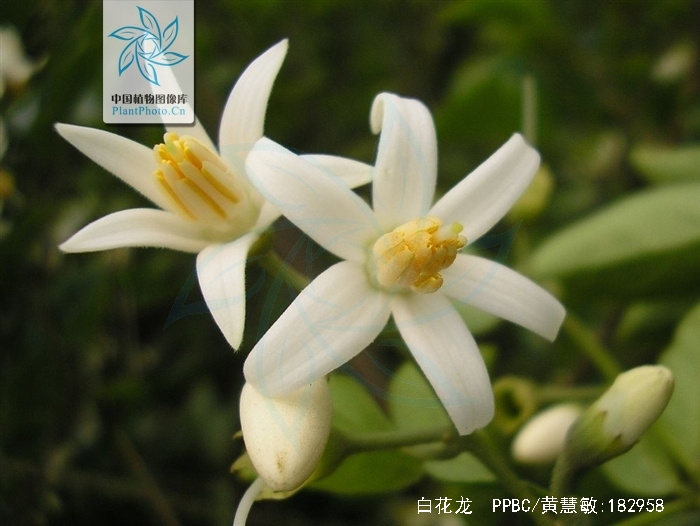  p>白花龙(学名: i>styrax faberi /i> perk.