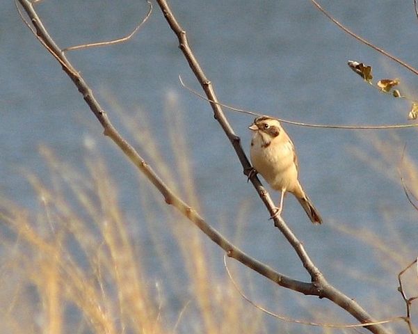  p>红颈苇鹀(学名: i>emberiza yessoensis /i>):属小型 a href="#">