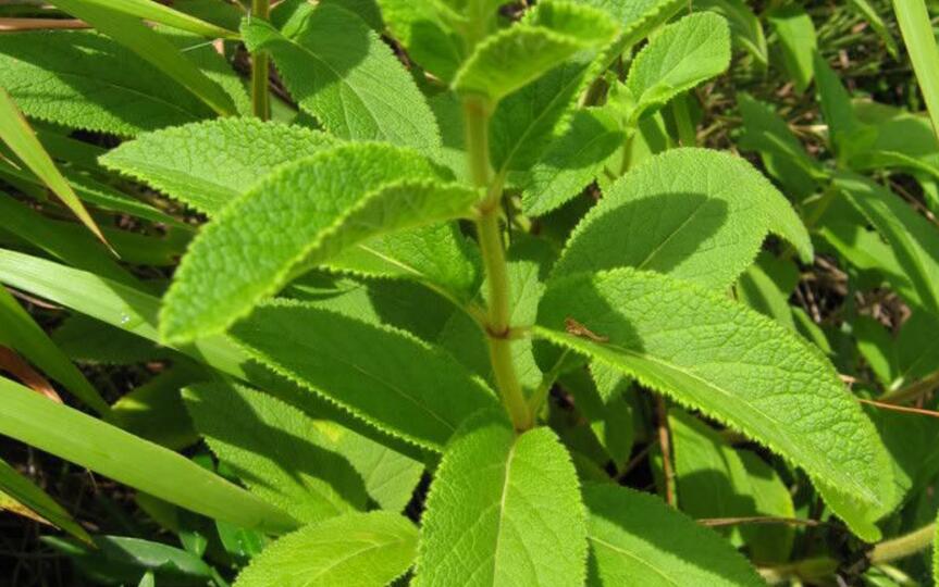  p> a href="#"> /a>牛尾草(学名: i>rabdosia ternifolia /i> (d.