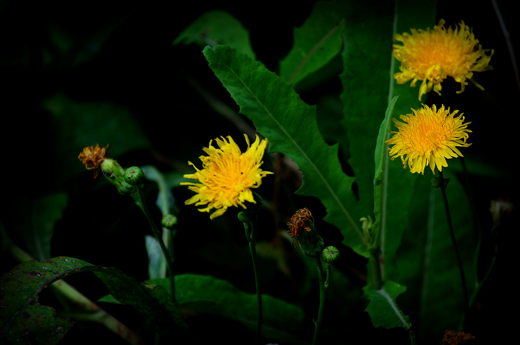 是菊科, a target="_blank" href="/item/苦苣菜属">苦苣菜属 /a>