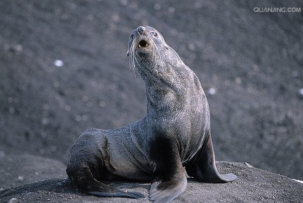 海豹