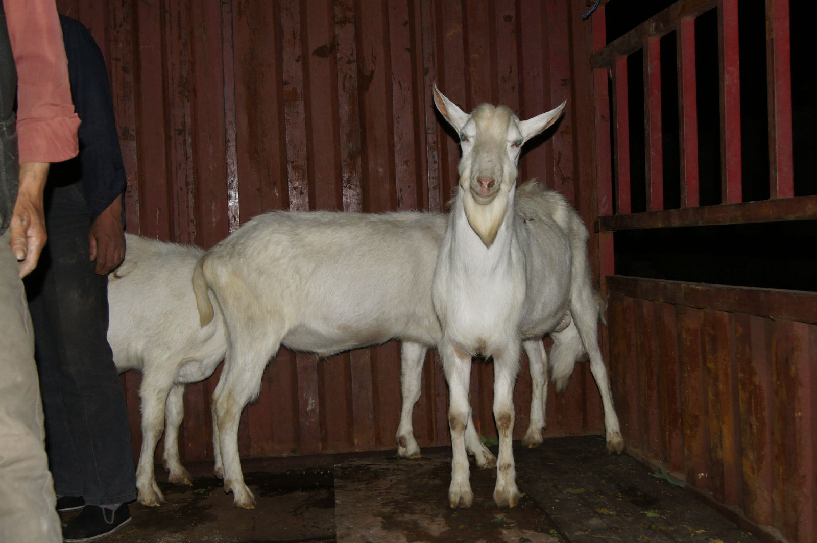  p>奶山羊,是乳用品种的 a href="#" data-lem