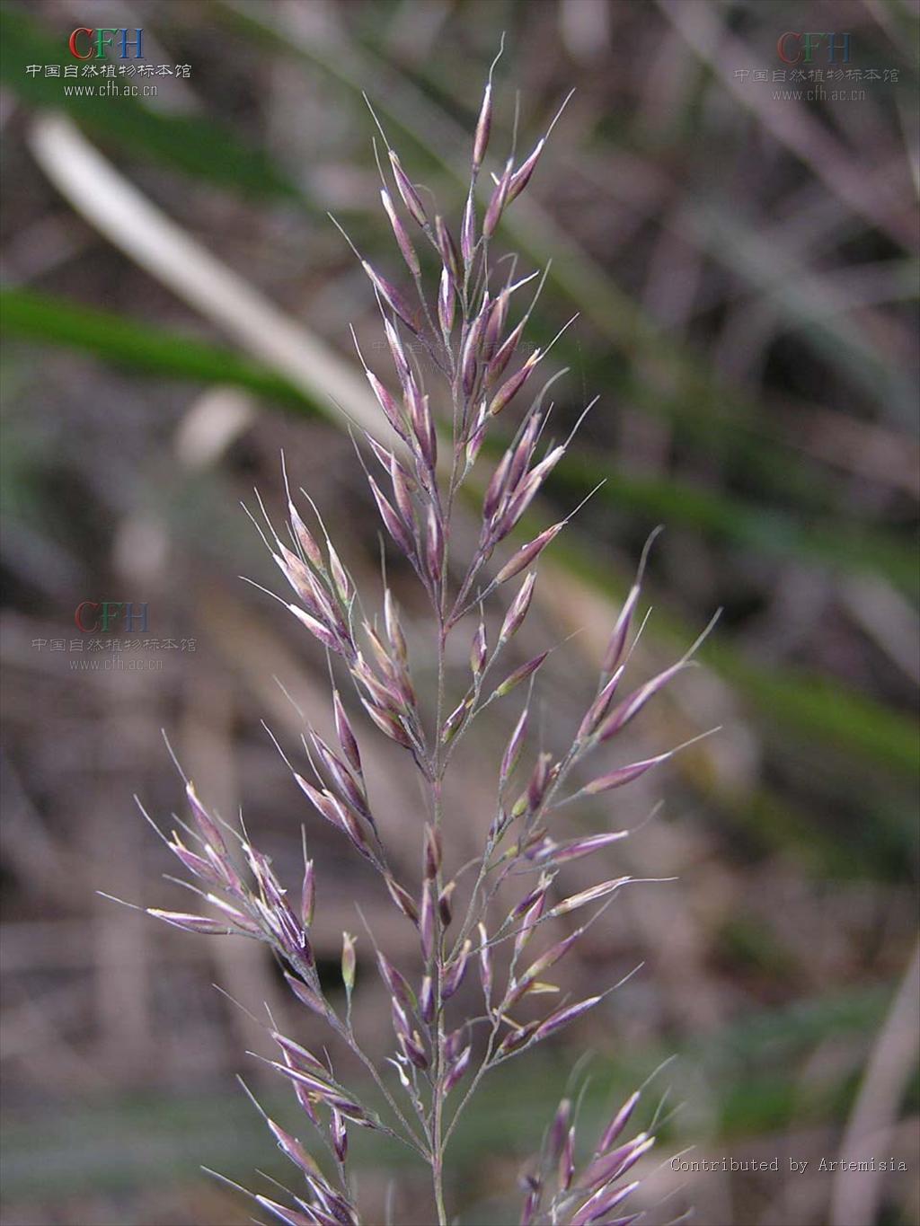  p>野青茅(学名: i>deyeuxia pyramidalis /i> (host) veldkamp)是