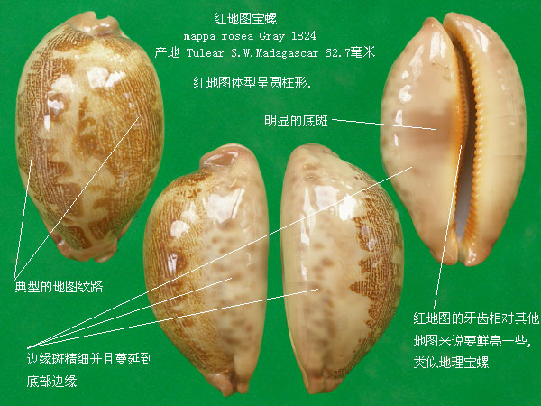  p>地理宝螺(学名:leporicypraea geographica geogra