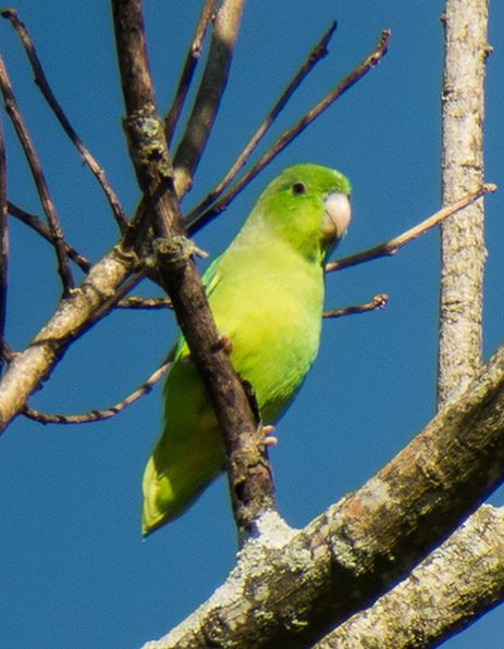  p>绿腰鹦哥(学名:forpus xanthopterygius)是一种 a target="_blank"