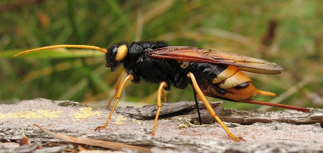  p>泰加大树蜂, i>urocerus gigas taiganus /i> beson,树蜂科大树蜂