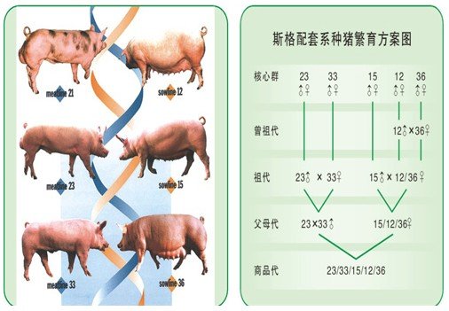 长白,英系长白,荷兰长白,法系长白,德系长白及丹麦长白猪合成的一种猪